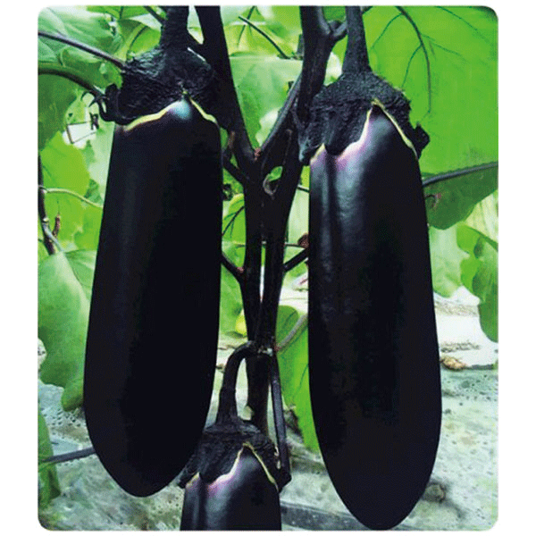 丰桥美味烧烤茄